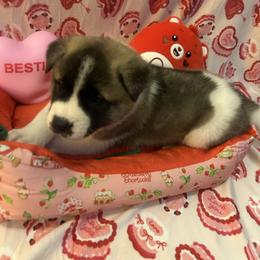 Boy 3 light green - Brown brindle male Akita puppy in Las Vegas, Nevada from Ishikawa Akita's