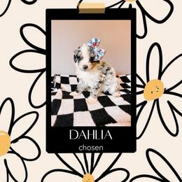 Dahlia Purple Collar - Merle female Sheepadoodle puppy in Republic, Missouri from DOOD & Co