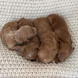 Female 3 - Red  female Goldendoodle puppy in Modesto, California from Central Valley Canine Companions