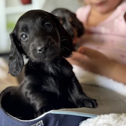 Coal - Black male Dachshund puppy in Bentonville, Arkansas from T & D Dachshunds by design