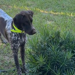 Koda - German Shorthaired Pointer