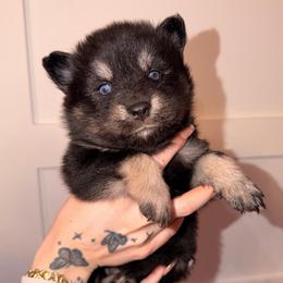 Duchess - Black and white female Pomsky puppy in Spring Hill, Florida from Besties Paw Life