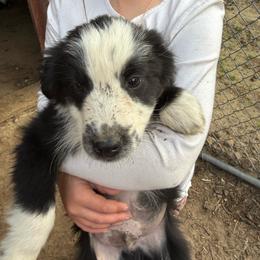 Mr Freckle-Nose the II - Black & white male Australian Shepherd puppy in Four Oaks, North Carolina from RoseWest Farms