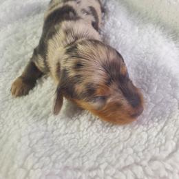 Daphni - Fawn (isabella) and tan female Dachshund puppy in Mountain Grove, Missouri from Callaway Country Dachshunds