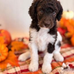 Pogo - Parti male Poodle puppy in Lavonia, Georgia from Peach Blossom Kennels