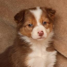 Jade - AKC Reg Red Tri - Red female Border Collie puppy in Courtland, Alabama from C Bar C Ranch Border Collies