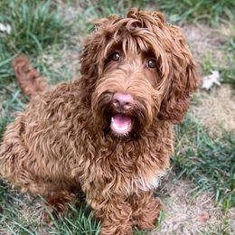 Gilly - Australian Labradoodle
