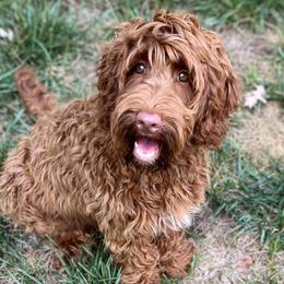 Gilly - Australian Labradoodle