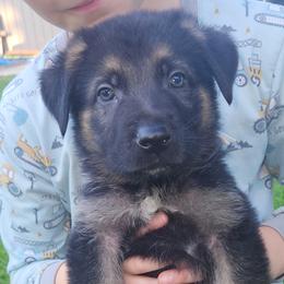 Orange - Bi-color male German Shepherd puppy in Osage, Minnesota from Catensrud