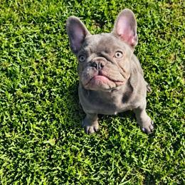 Atlas - Blue female French Bulldog puppy in Campbell Hall, New York from Charlie’s Frenchies