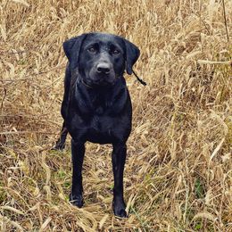 Jiggy - Labrador Retriever