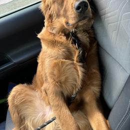 Golden Retriever Puppies from Arizona Dream Goldens