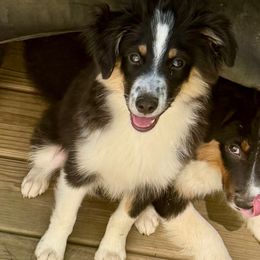 Bean - Black & white male Miniature Australian Shepherd puppy in Harpers Ferry, West Virginia from Carter's Cuties