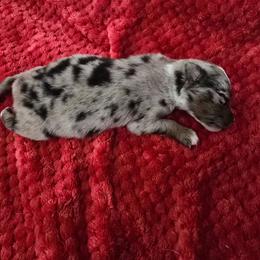 John - Blue merle male Miniature Australian Shepherd puppy in Dowagiac, Michigan from Wrightway Wigglebutts