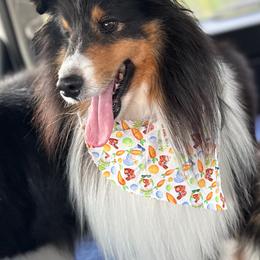 Mickie - Shetland Sheepdog