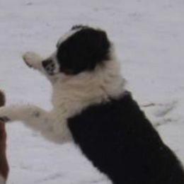 Miniature Australian Shepherds and Toy Australian Shepherds from Blessed With The Grace of Southern Charm Aussies
