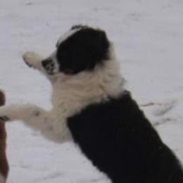 Miniature Australian Shepherds and Toy Australian Shepherds from Blessed With The Grace of Southern Charm Aussies