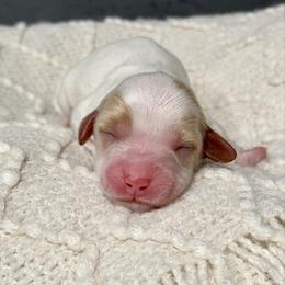 White - Chalk female Australian Labradoodle puppy in Auburn, Washington from West Valley Labradoodles