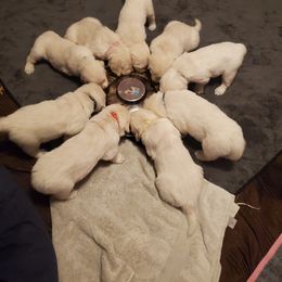Golden Retriever Puppies from Kansas Prairie Pups