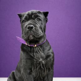 Molosser (Bully x) Puppies from Monumental Mastiffs