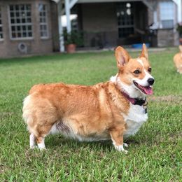 Peach - Pembroke Welsh Corgi