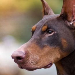 Doberman Pinschers from Holloway Dobermans