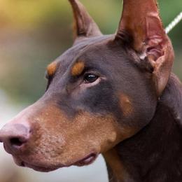 Doberman Pinschers from Holloway Dobermans