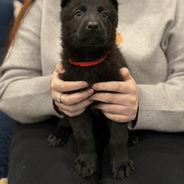 Red-Wicked Witch - Black female German Shepherd puppy in Medical Lake, Washington from Nine Realms German Shepherds
