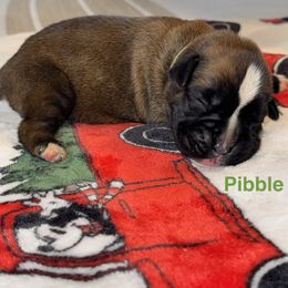 Pibble - Fawn male Boxer puppy in Cicero, New York from MK Boxer Haven of CNY