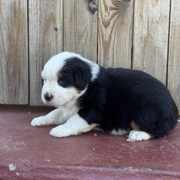 Girl 1 - Black tri-color female Australian Shepherd puppy in Chino, California from RanchLand Aussies HC