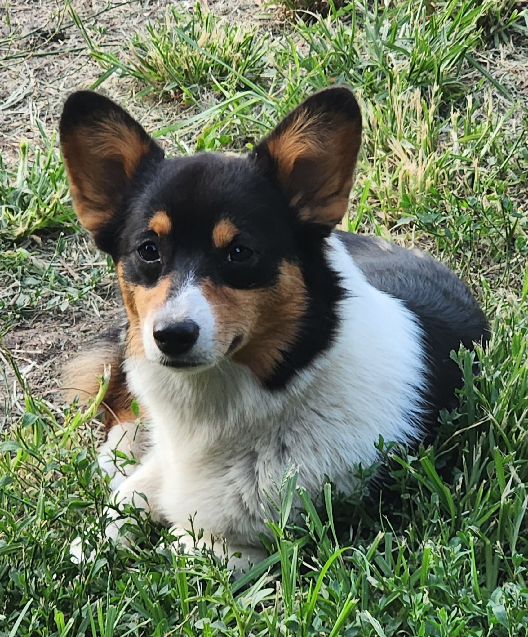 Reign - American Corgi