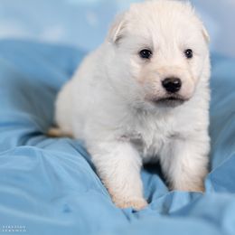 Purple girl - White female Berger Blanc Suisse puppy in Chestnut, Illinois from Fireside Fernweh