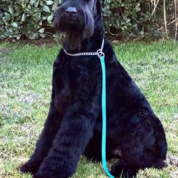 Hades - Giant Schnauzer