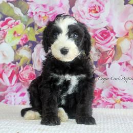 Clementine - Black and white female Sheepadoodle puppy in Lowry City, Missouri from Cooper Creek Puppies