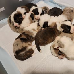 Cardigan Welsh Corgi Puppies from Star N Cardigan Corgis