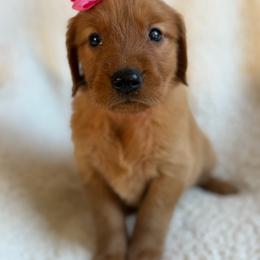 Maple - Girl - Dark golden female Golden Retriever puppy in La Verne, California from 4LoveofGoldens