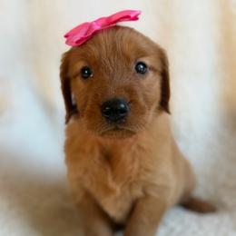 Maple - Girl - Dark golden female Golden Retriever puppy in La Verne, California from 4LoveofGoldens
