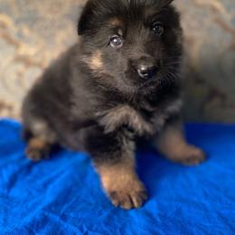 Blue collar boy - Black and red male German Shepherd puppy in Coleta, Illinois from Four Leaf Farm- Vom Vierblättriges Bauernhof