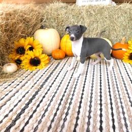 Yara Female 1 - Blue female Italian Greyhound puppy in Caryville Fl And Sparta Tn, Tennessee from Summerwind Kennel