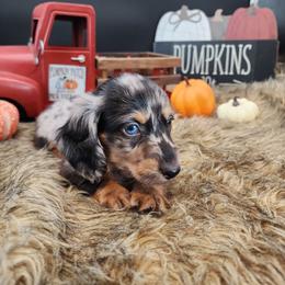 Charlie - Dapple male Dachshund puppy in Smallett, Missouri from Doxie Holler
