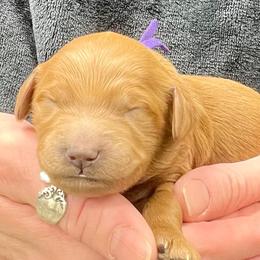 Purple Female - Apricot female Goldendoodle puppy in Great Falls, Montana from Montana Goldendoodles