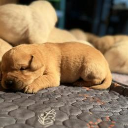 Cosmo - Yellow male Labrador Retriever puppy in Sweet Home, Oregon from Snowpeak English Labradors