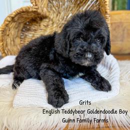 Grits English Teddybear - Black male Goldendoodle puppy in Grove, Oklahoma from Guinn Family Farms