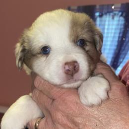 Girl 1 - Miniature Australian Shepherd puppy in Corydon, Indiana from Arbuckle’s Lookin Good Aussies (LGA)