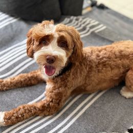 Lilah - Goldendoodle
