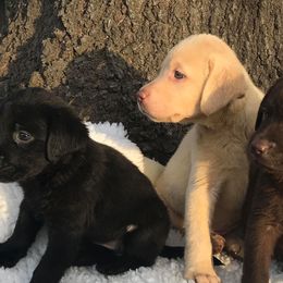 Labrador Retrievers from Cross G Farms