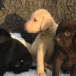 Labrador Retrievers from Cross G Farms