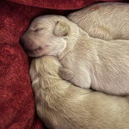 Miss Purple, Jingles - Light golden female Golden Retriever puppy in Crawfordsville, Indiana from Sunridge Goldens