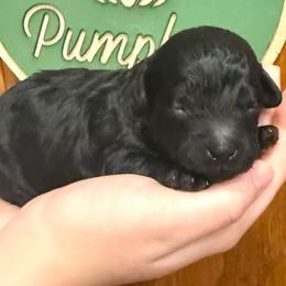 Nesta - Black female Cockapoo puppy in Liberty, Kentucky from Kentucky Cockapoos