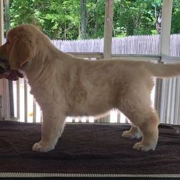 Golden Retriever Puppies from Dune Grass Goldens